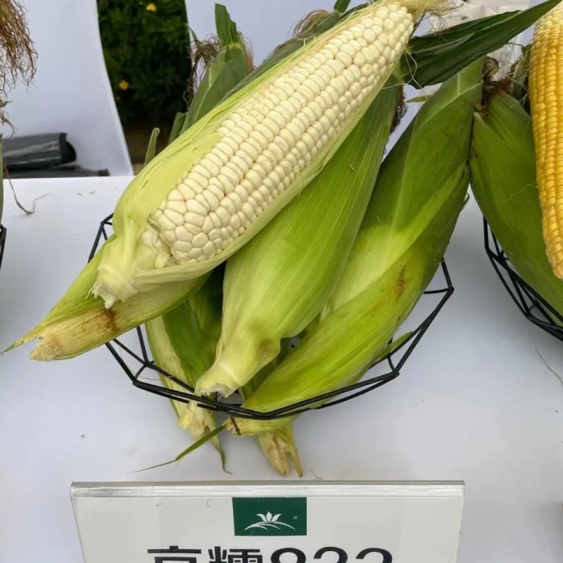 京糯832玉米种子国审玉鲜食糯玉米种子白粘玉米原装苞米种