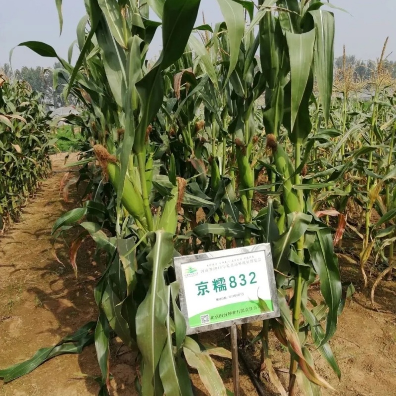 京糯832玉米种子国审玉鲜食糯玉米种子白粘玉米原装苞米种