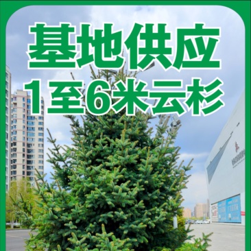 基地供应1米2米3米4米5米6米云杉