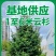 基地供应1米2米3米4米5米6米云杉