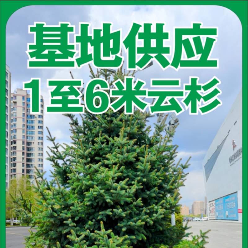 基地供应1米2米3米4米5米6米云杉