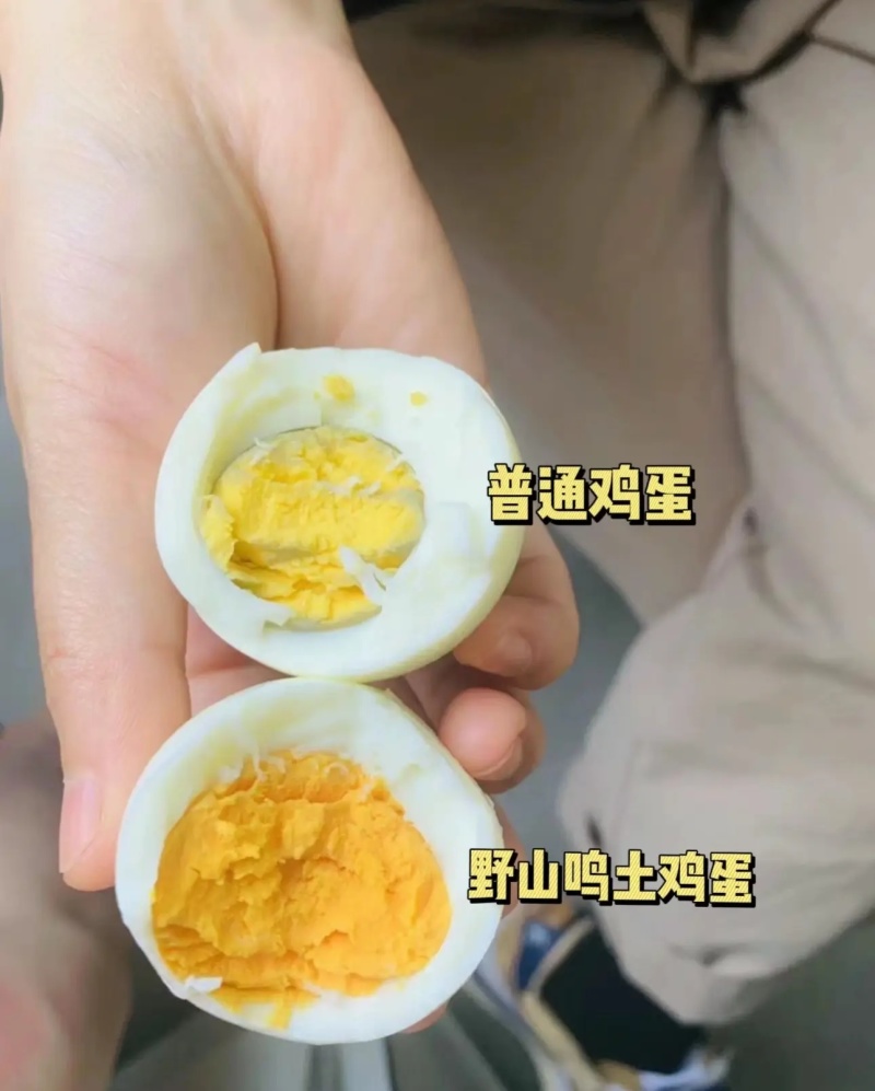 太行鸡山里笨鸡柴鸡蛋