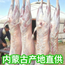 鄂尔多斯产地直销，整只羊白条羊，新鲜草原放养羊肉质鲜