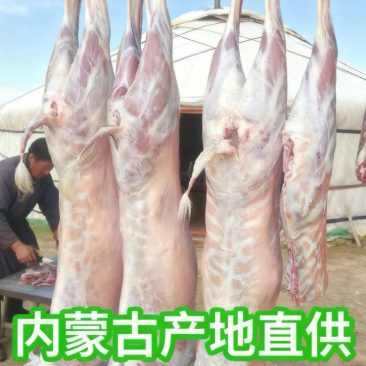 鄂尔多斯产地直销，整只羊白条羊，新鲜草原放养羊肉质鲜