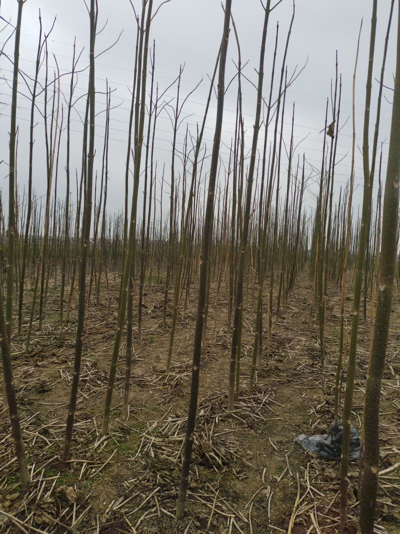 三公分紫花改良品种泡桐树苗全网供应优质货源农场一手货源技