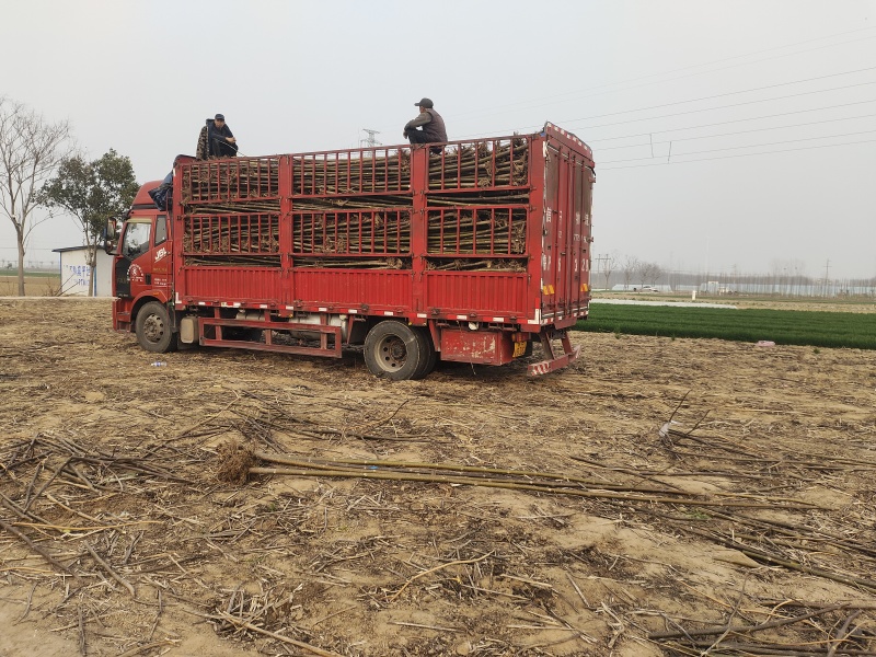 三公分紫花改良品种泡桐树苗全网供应优质货源农场一手货源技