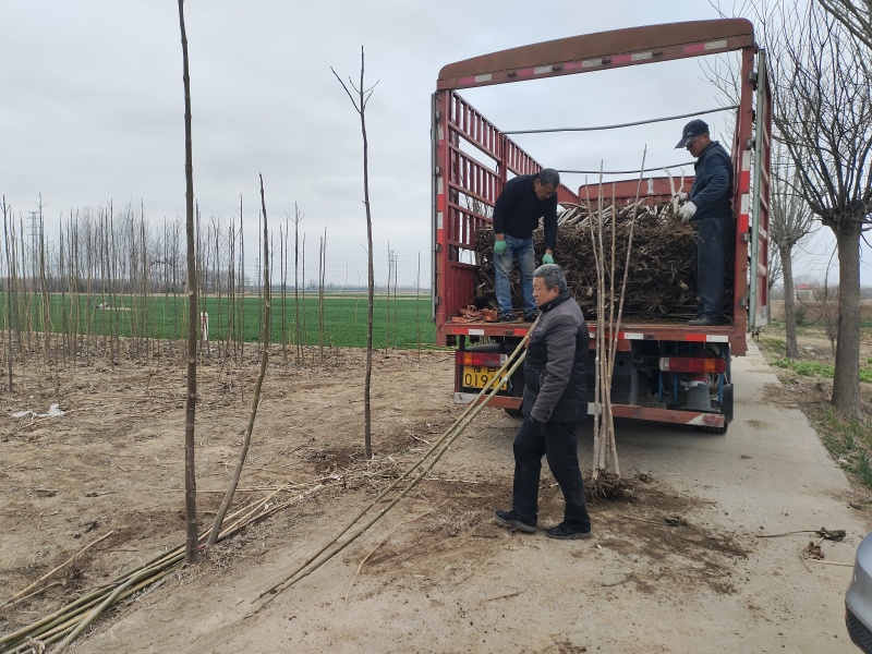 三公分紫花改良品种泡桐树苗全网供应优质货源农场一手货源技