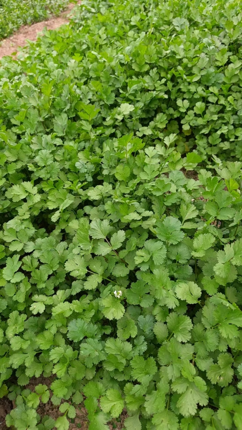 铁杆大叶香菜新鲜现采