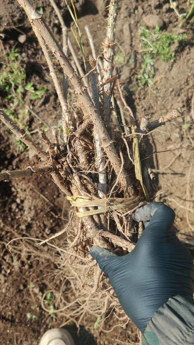 刺嫩芽苗，又叫乌龙头刺老芽苗子，实生苗，价格美丽