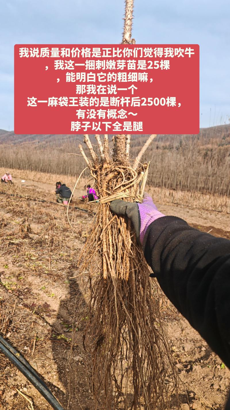 刺嫩芽苗，又叫乌龙头刺老芽苗子，实生苗，价格美丽