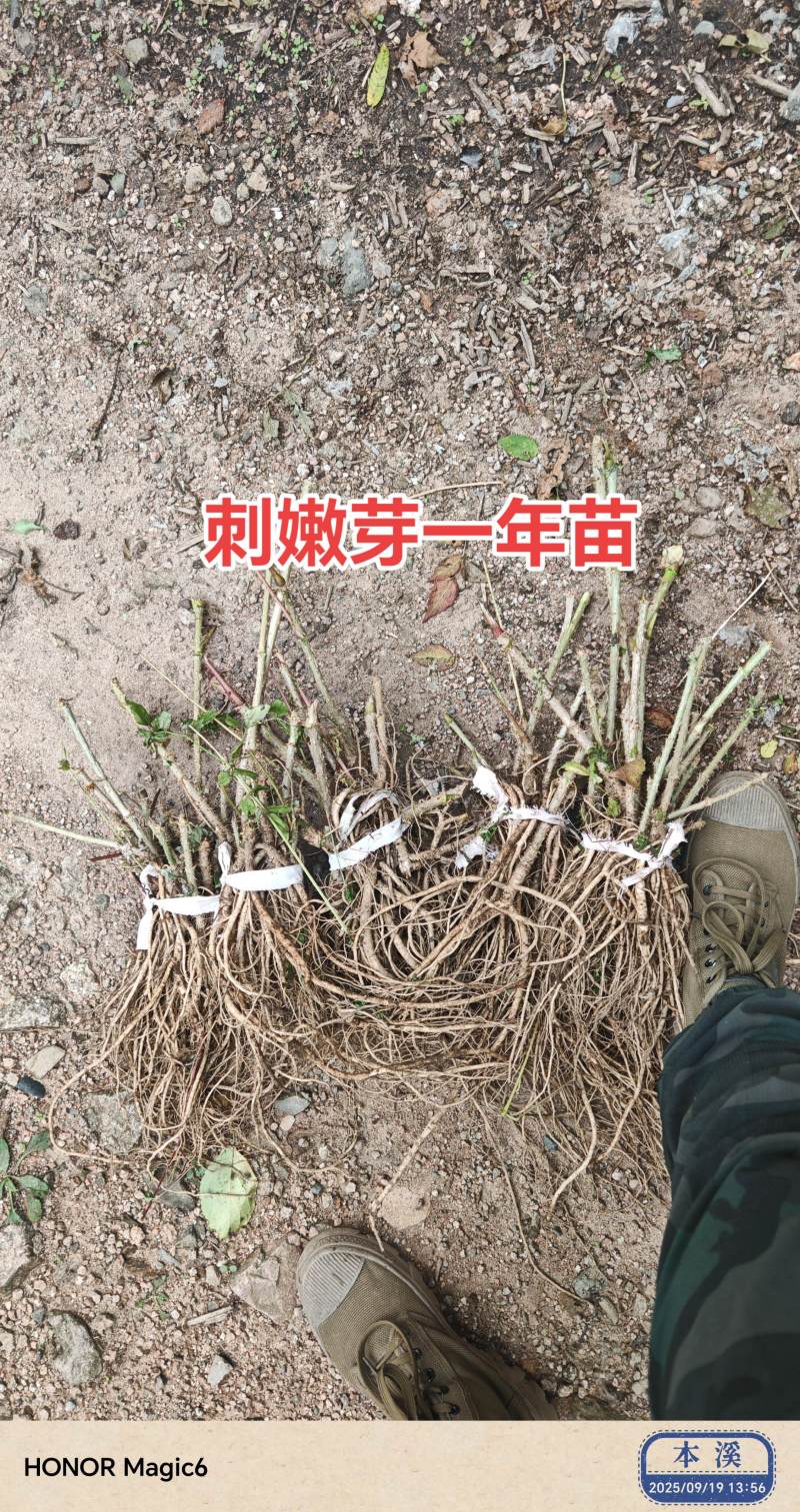 刺嫩芽苗，又叫乌龙头刺老芽苗子，实生苗，价格美丽