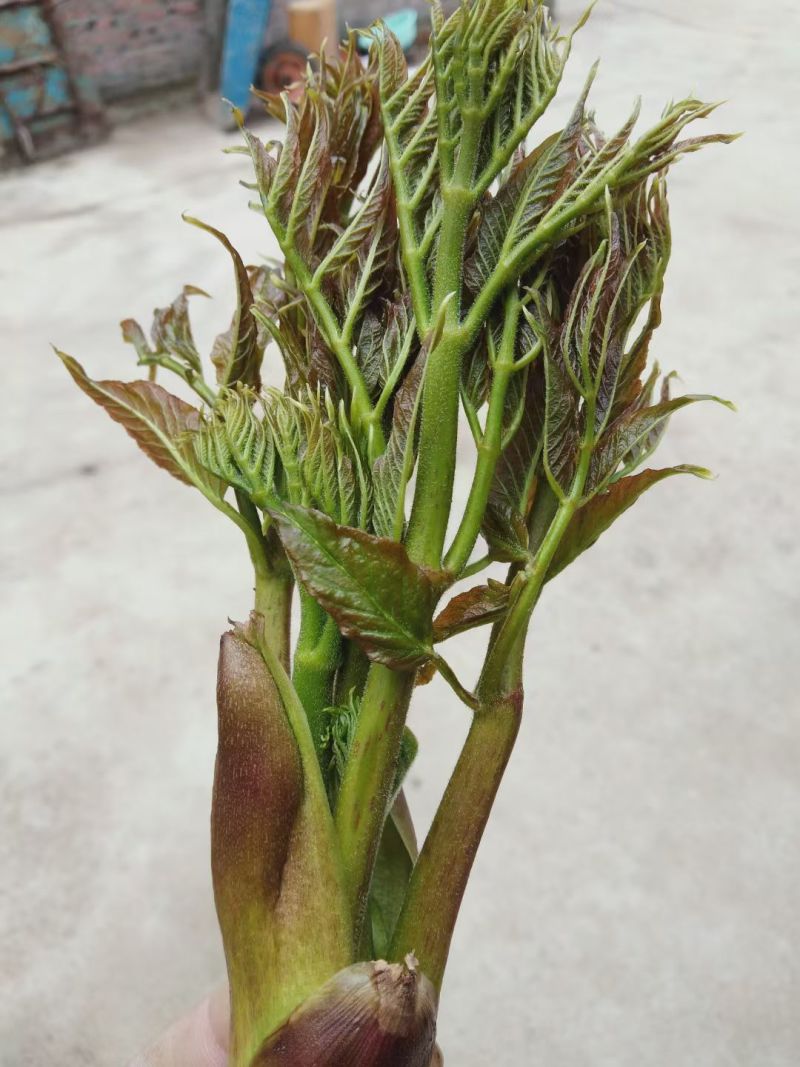 刺嫩芽苗，又叫乌龙头刺老芽苗子，实生苗，价格美丽