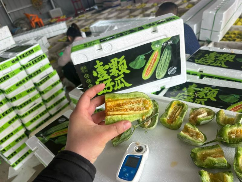 山东羊角蜜，蜜源18甜瓜一件代发多多美团团购商超精品货