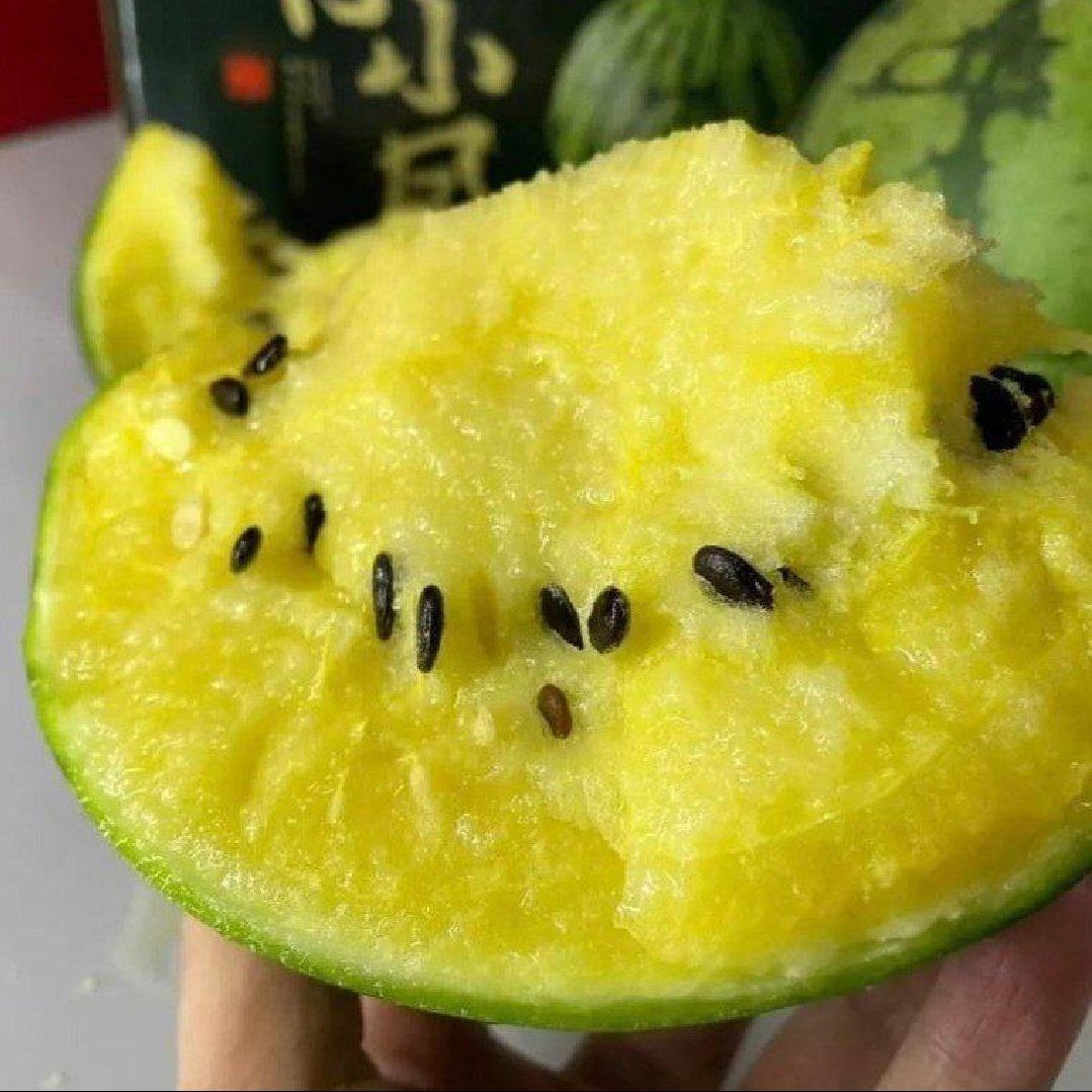 东台精品特小凤西瓜大量上市基地直供质量保证全国发货