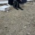 母性黑狼犬