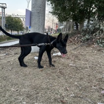 母性黑狼犬