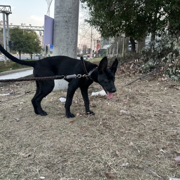 母性黑狼犬