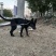 母性黑狼犬