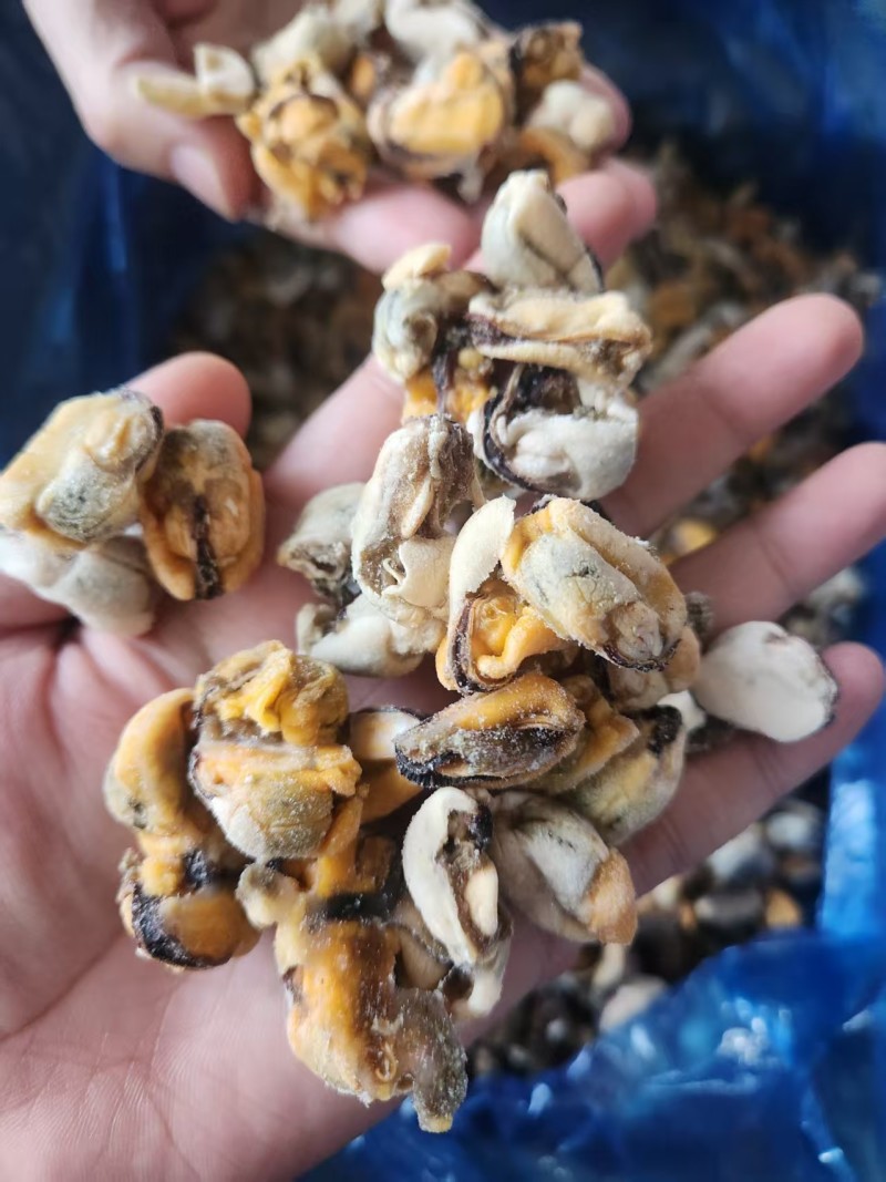 海虹粿粒肉新货上市了，货源充足，一手货源支持出口。