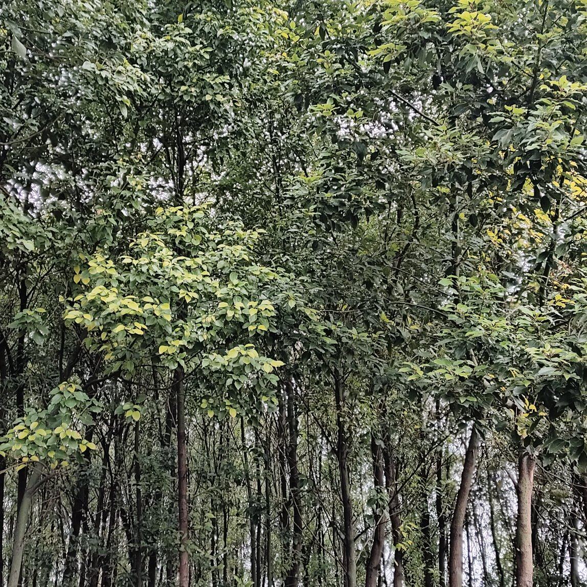 香樟树
