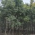 香樟树