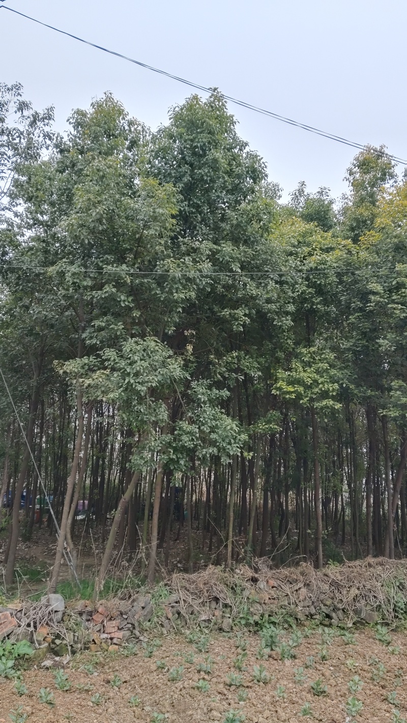香樟树
