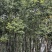 香樟树