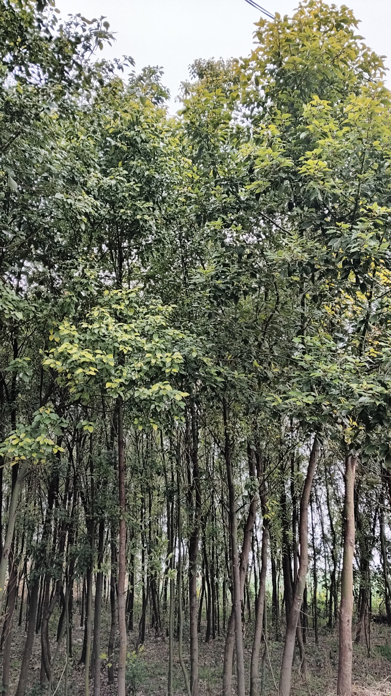 香樟树
