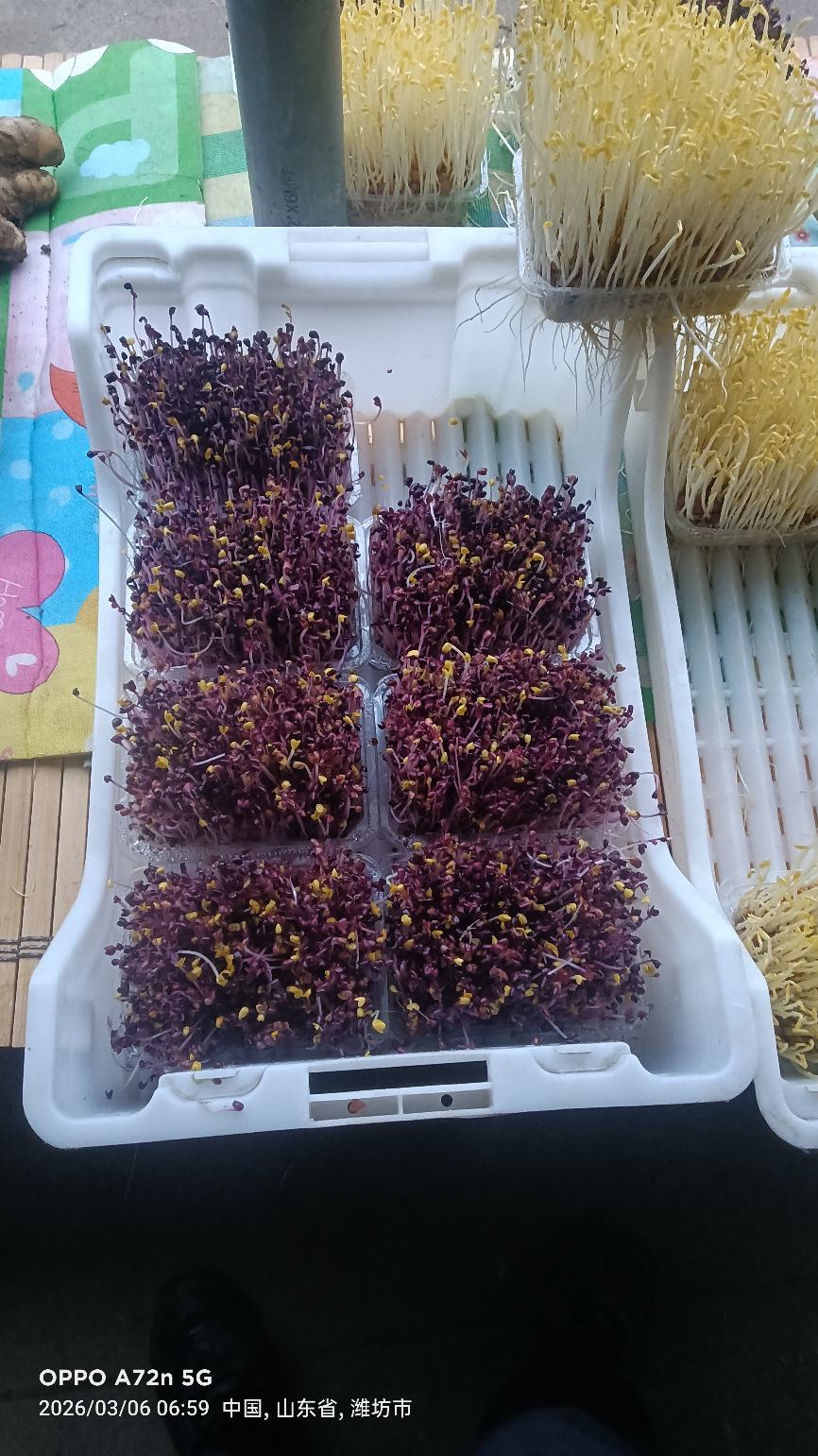 ***芽苗菜，紫色罗卜苗，碗豆苗