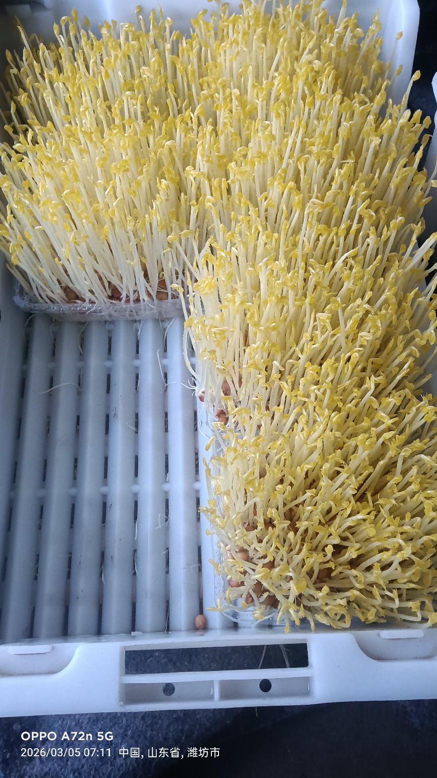 ***芽苗菜，紫色罗卜苗，碗豆苗