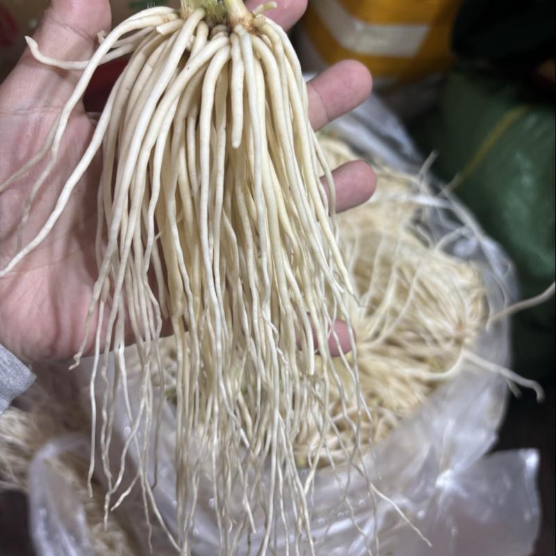 精品撇菜根，思茅菜