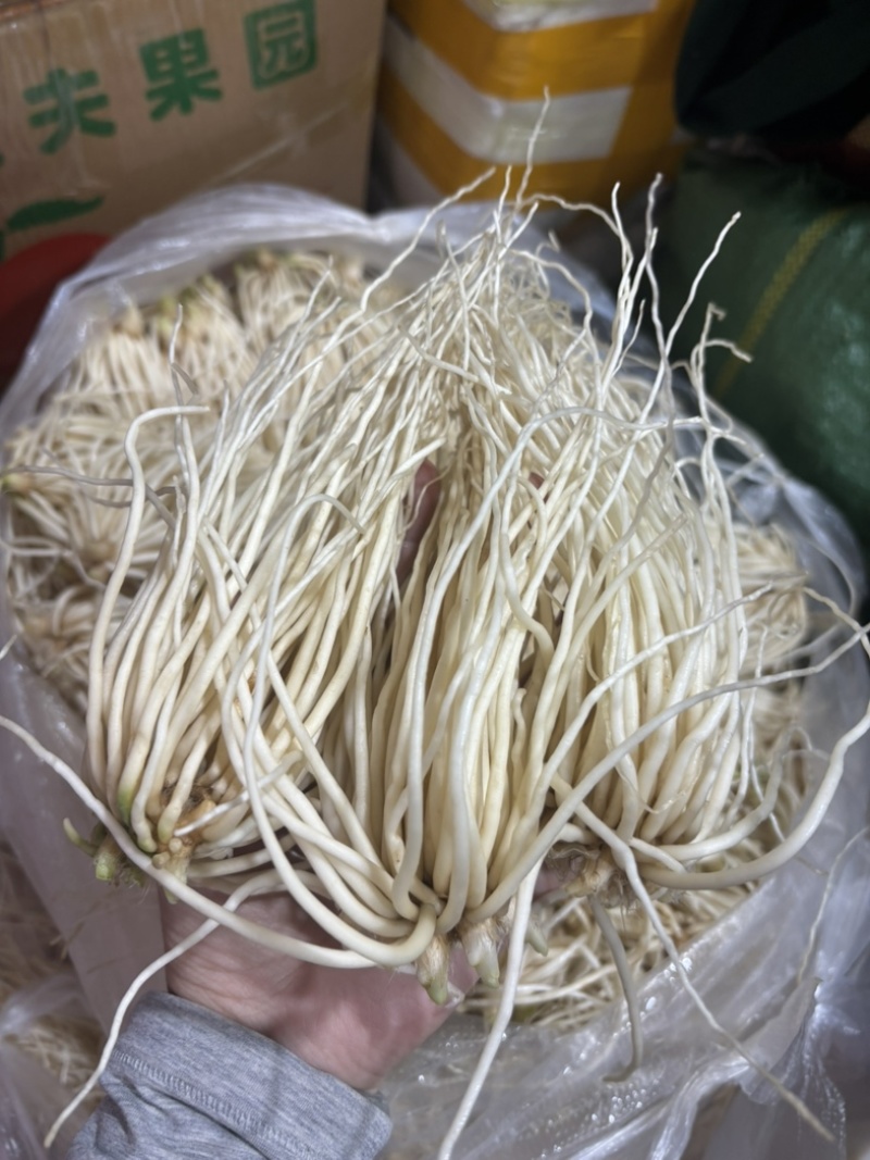 精品撇菜根，思茅菜