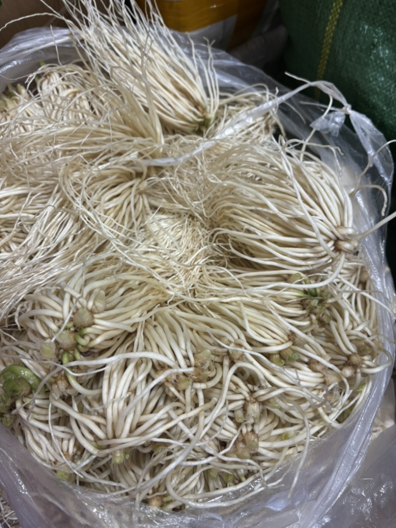 精品撇菜根，思茅菜
