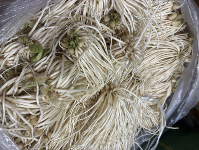 精品撇菜根，思茅菜