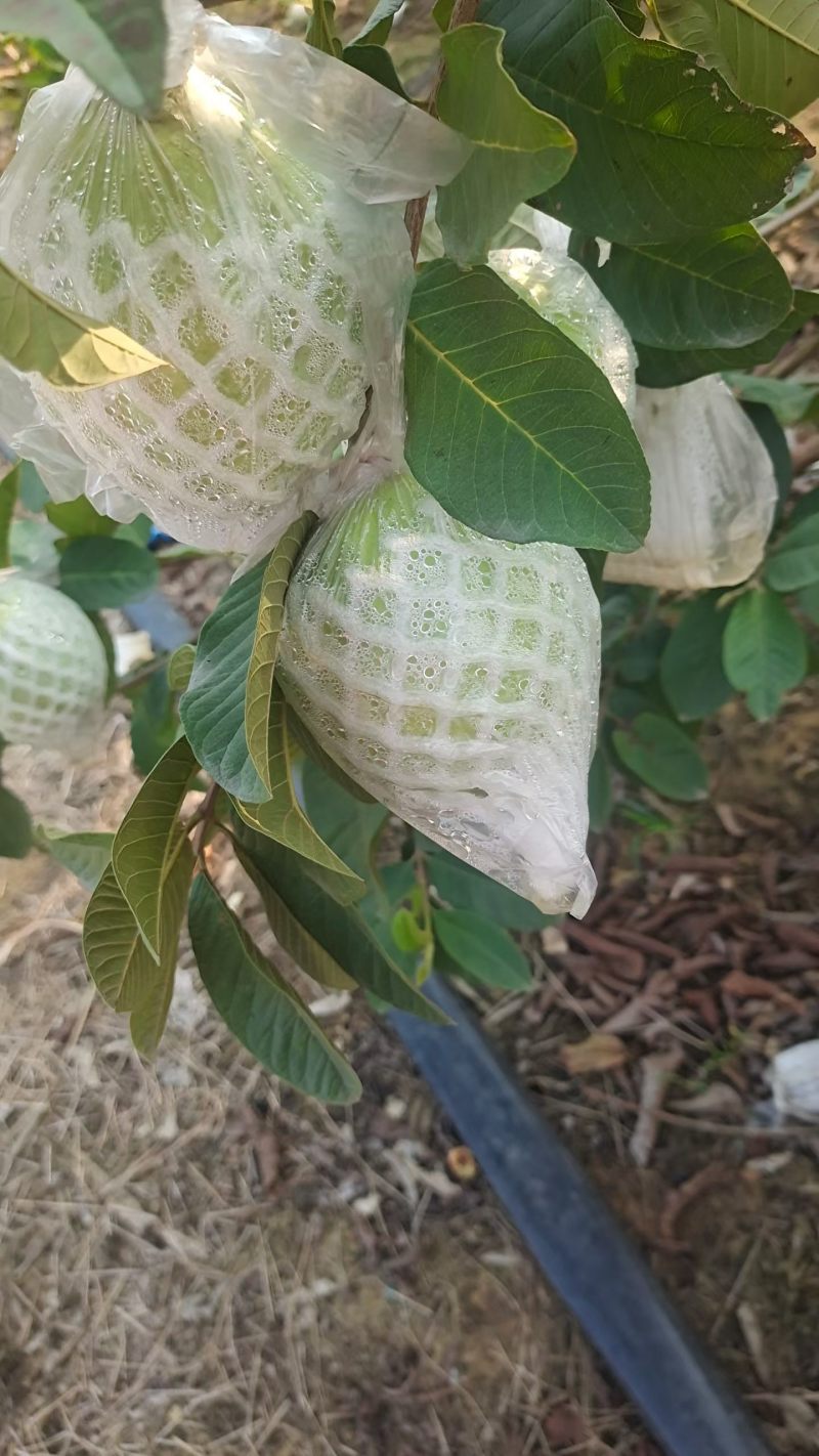 白心芭乐番石榴产地直销一手货源脆甜多汁质量嘎嘎好