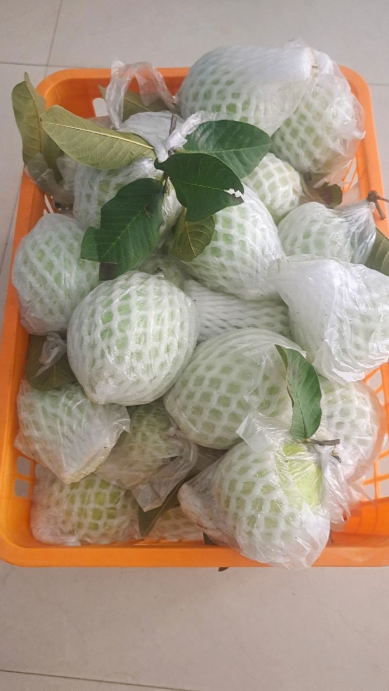 白心芭乐番石榴产地直销一手货源脆甜多汁质量嘎嘎好