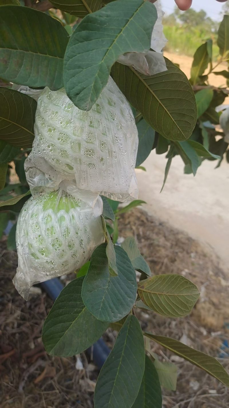 白心芭乐番石榴产地直销一手货源脆甜多汁质量嘎嘎好