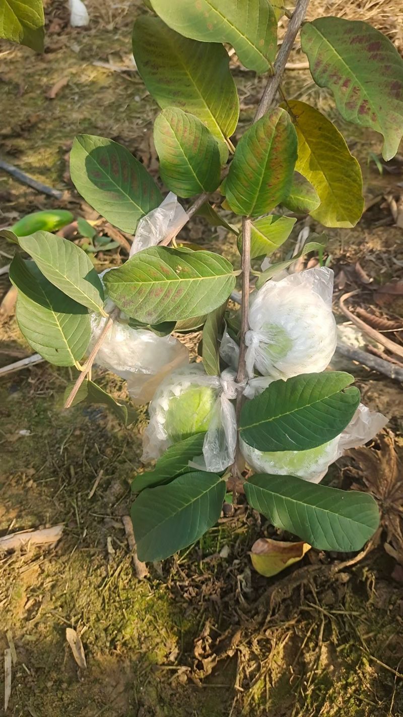 白心芭乐番石榴产地直销一手货源脆甜多汁质量嘎嘎好