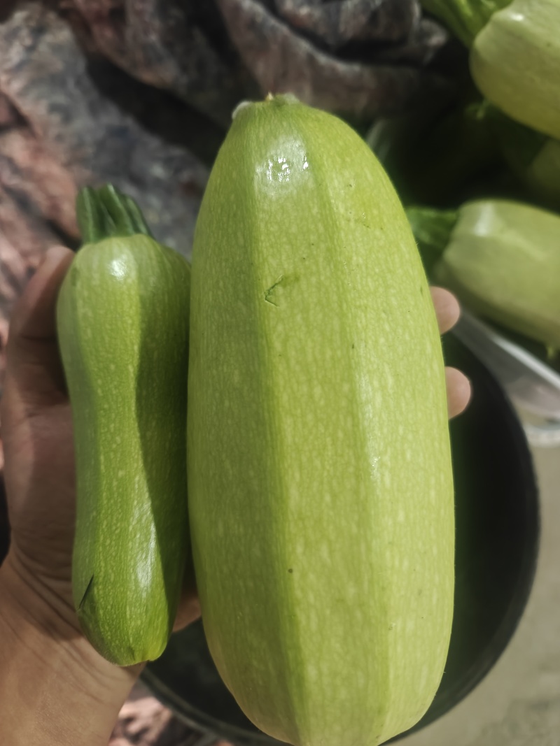 西葫芦瓜类