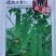 丝瓜种子优比1号成瓜率高连续采摘时间长瓜条顺直翠绿色
