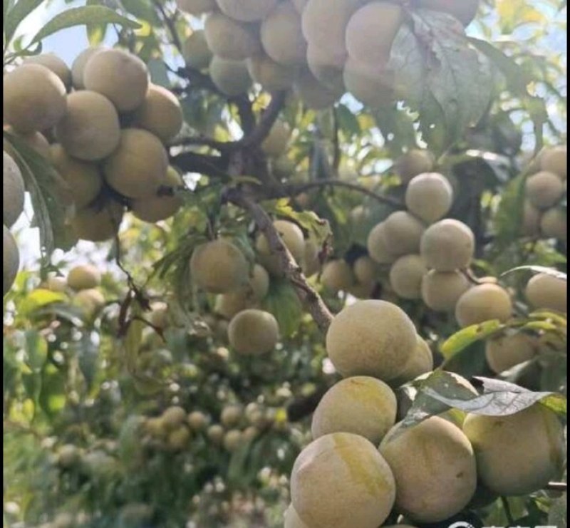 超晚熟脆蜜李九月成熟甜脆可口销路好
