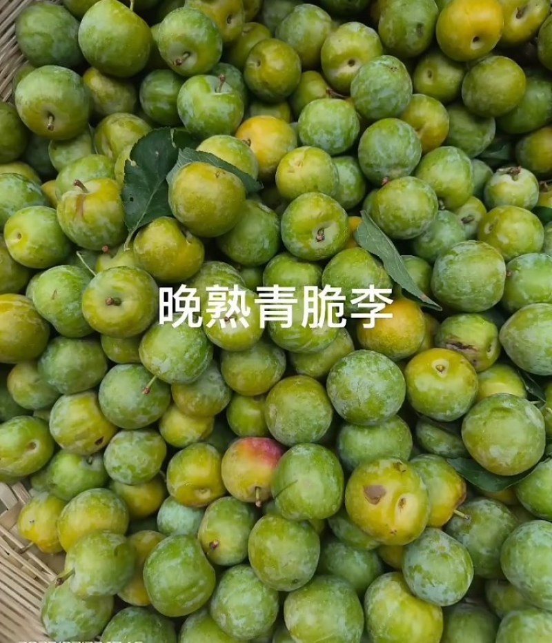 超晚熟脆蜜李九月成熟甜脆可口销路好