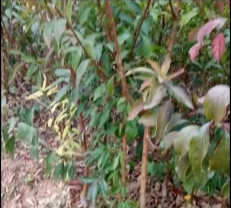 超晚熟脆蜜李九月成熟甜脆可口销路好