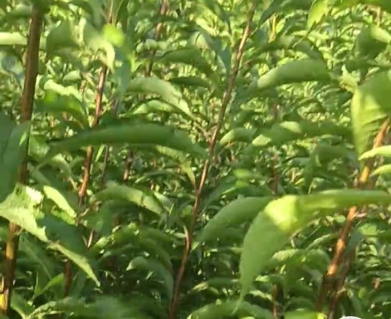 超晚熟脆蜜李九月成熟甜脆可口销路好