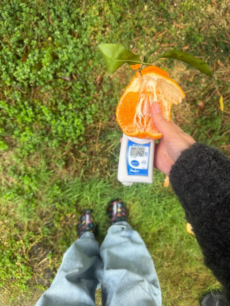 眉山专业代办耙耙柑纯甜无酸