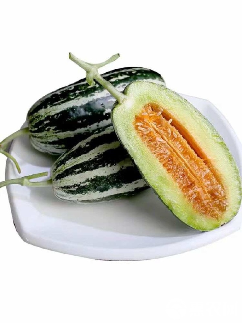 大量供应博洋九甜瓜