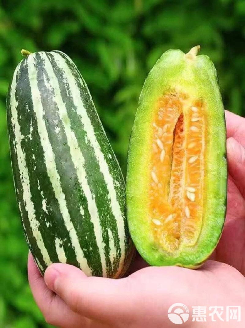 大量供应博洋九甜瓜
