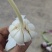 云南紫皮大蒜