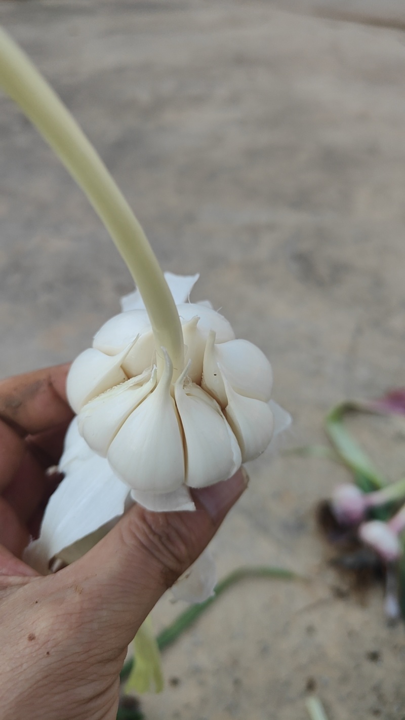 云南紫皮大蒜
