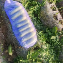 水果萝卜